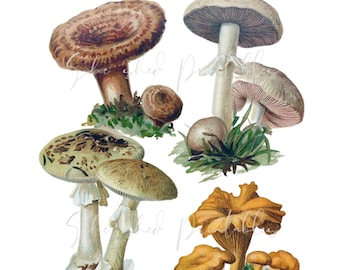 6 Vintage Mushrooms Digital Download, Image, Vintage, Clipart, DIY Crafts, Plant, Botanical, JPG, PNG, Illustration, Fungi, Mushroom clipart