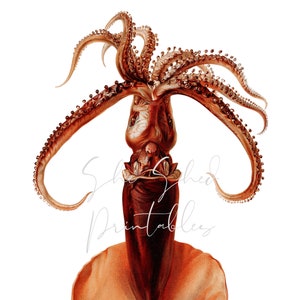 May include: A detailed illustration of a squid with a reddish-brown body and tentacles. The squid is depicted with its tentacles extended and its body facing the viewer. The illustration is done in a vintage style with intricate details.