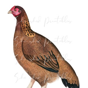 1800&#39;s Malabar Hen Illustration Digital Download, Vintage, DIY Crafts, Clipart, Printable, Downloadable, JPG, PNG, Chicken