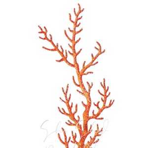Coral Digital Download, Image Vintage, DIY Crafts, Clipart, Instant Download, JPG, PNG, Wall Art, Ocean, Marine Life, Reef