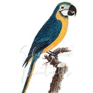 May include: A blue and yellow macaw parrot perched on a branch. The bird has a long tail and a bright yellow beak.