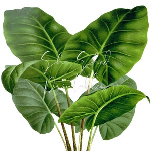 Palm Plant Digital Download, Vintage, Clipart, DIY Crafts, Plant, Botanical, 1800&#39;s, Leaves, Tropical, foliage, PNG, JPG, Nature