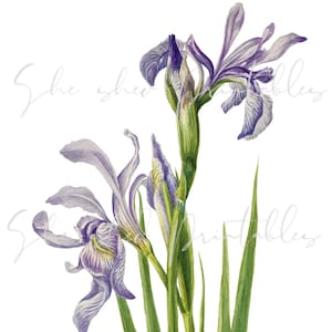 Peut inclure: Une peinture à l'aquarelle d'iris violets avec des feuilles vertes. Les fleurs sont en fleurs et ont une apparence délicate et féminine.