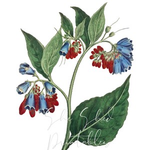 May include: A vintage botanical illustration of a blue and red flower with green leaves and a long stem. The flower is a type of comfrey, a medicinal herb.