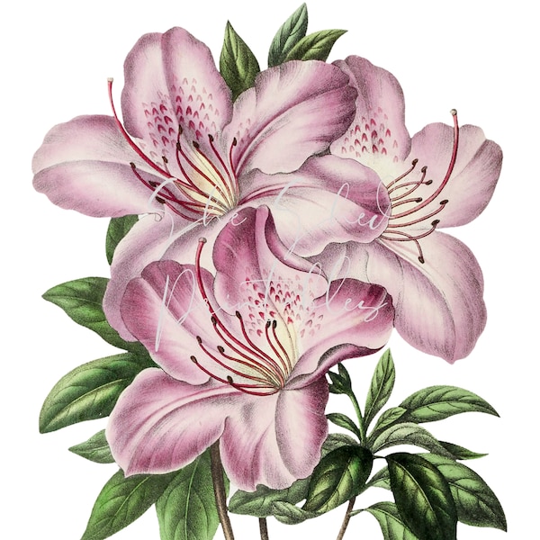Vintage Pink Azalea Flower Digital Image, Instant Download, Vintage, DIY Crafts, Flower Design, JPG, PNG, Pink Flower, Flower Clipart