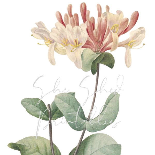 Honeysuckle Digital Download, Image, Instant Download, Vintage, Clipart, DIY Crafts, Flowering Plant, PNG, JPG, Wall Art, Pink Flower