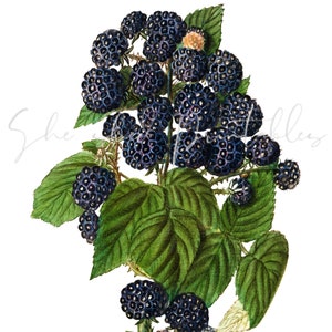 Puede incluir: Un racimo de moras maduras con hojas verdes en una rama. Las moras son de color morado oscuro y tienen un acabado brillante.