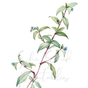 Bird bill Dayflower Illustration Digital Image, Instant Download, Vintage 1700&#39;s, DIY Crafts, PNG, JPG, Plant, Botanical, Leaves