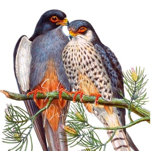 Two Red-footed Falcons on branch Instant Download, Vintage, Digital Image, DIY Crafts, Clipart, Printable, JPG, PNG Wall Art, Bird