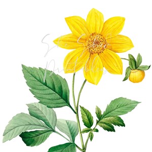 Dahlia Digital Download, Printable, Vintage, DIY Crafts, Flower, Plant, Vintage Graphic, Botanical, 1800&#39;s, Garden, Yellow Flower