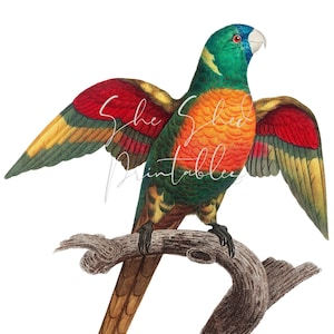 Blue Headed Parrot Instant Digital Download, Vintage, Digital Image, DIY Crafts, Clipart, Printable, JPG, PNG Wall Art Tropical Bird