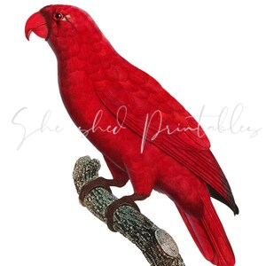 The Cardinal Lory, Parrot, Instant Digital Download, Vintage, DIY Crafts, Clipart, Printable, JPG, PNG, Wall Art, Tropical Red Bird