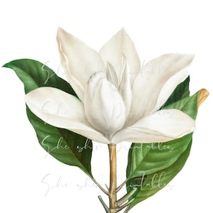 1800&#39;s Southern Magnolia Digital Download, Vintage, DIY Crafts, Clipart, Printable,  JPG, PNG, White Flower, Tropical