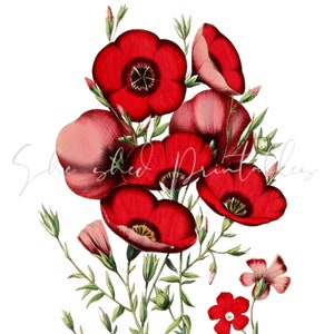 Scarlet Flax Flowers  Digital Download, Image, Printable, Clipart, DIY Crafts, Flowering Plant, PNG JPG, Wall Art Red Flower, Flower Clipart