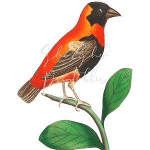 Puede incluir: Un pájaro rojo y negro con una cola larga posado en una rama verde con dos hojas. El pájaro tiene la cabeza negra y el cuerpo rojo con marcas negras.