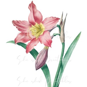 Amaryllis Equestre Digital Image, Clipart, Printable Vintage, DIY Crafts, JPG, PNG, Junk Journaling, Collage, Botanical, 1700's