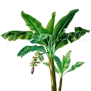Musa Chinensis, Banana Tree Digital Download, Vintage, Clipart, DIY Crafts, Plant, Botanical, Leaves, Tropical, foliage, Plant, PNG, JPG