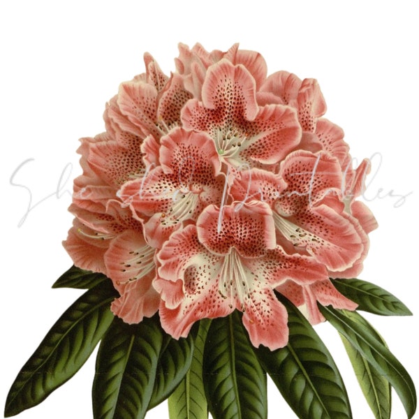Rhododendron Flowers Digital Download, Image, Printable, Clipart, DIY Crafts, Flowering Plant, PNG, JPG, Wall Art, Pink Flower