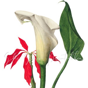 Calla Lily Digital Download, Instant Download, Vintage, DIY Crafts, Flower Design, Plant, PNG, JPG, Botanical, 1800&#39;s, Garden