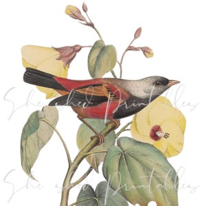 Hawaiian honeycreeper Digital Download, DIY Crafts, Clipart, Printable, Downloadable, JPG, PNG, Bird, Animal, Instant Download, Extinct Bird