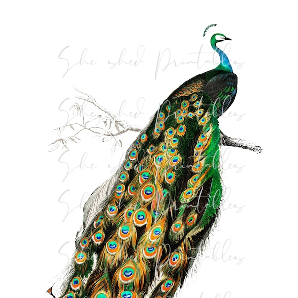 Peacock Printable Digital Download, 1800's, Vintage Illustration, DIY Crafts, PNG JPG Image, High Quality, Indian peafowl, Bird