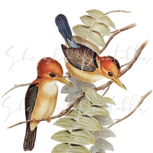Yellow-billed Kingfisher Bird clipart, Digital Download, Instant Download, Vintage, DIY Crafts, JPG, PNG, Wall Art, Backyard Nature, Animal