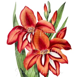 Hand drawn red gladiolus flower Digital Download, Image, Printable, Clipart, DIY Crafts, Flowering Plant, PNG, JPG