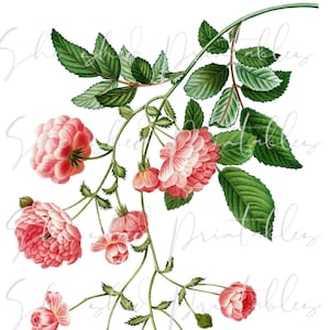 Pink Rose Digital Download, Digital Image, Instant Download, Vintage, DIY Crafts, Flower Design, Plant, Botanical, Pink Flower, 1800&#39;s