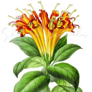 Yellow Honeysuckle Digital Download, Clipart, Vintage, DIY Crafts, Flower Design, Plant, Vintage Graphic, Botanical, Garden, JPG, PNG