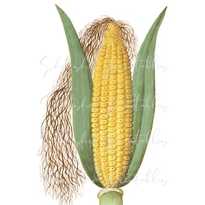 May include: A close-up of an ear of corn with green husks and yellow kernels. The corn is surrounded by brown silk.