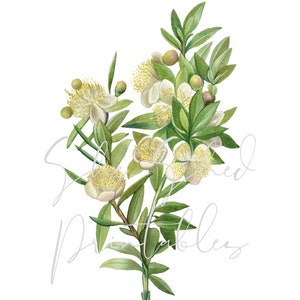 Op de afbeelding: Een aquarel van een boeket witte bloemen met groene bladeren. De bloemen hebben een gele kern en zijn in een tros gerangschikt. De bladeren zijn donkergroen en zijn rond de bloemen gerangschikt.