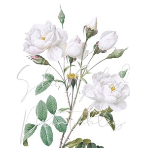 White Rose Digital Download, Vintage, DIY Crafts, Flower Design, Blossom, Bloom, Botanical, Digital Image, Instant Download, 1800&#39;s