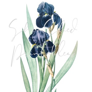 Puede incluir: Dos iris azul oscuro con centros amarillos y hojas verdes. Las flores están en flor y las hojas son largas y delgadas.