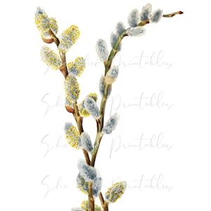 Digital bild av Pussy Willow, Clipart, Utskrivbar Vintage, DIY-pyssel, JPG, PNG, Skräpjournaling, Collage, Botanisk, Tidigt 1900-tal