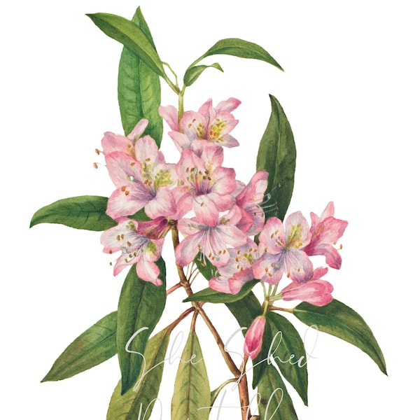 Rose Bay Rhododendron flower Instant Download, Digital Image, Vintage, Clipart, DIY Crafts, Flowering Plant, PNG, JPG, Wall Art, Pink Flower