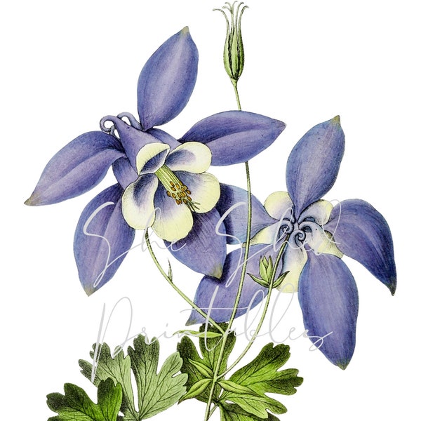 Hand gezeichnet blau Columbine Blume Digital Download, Bild, Vintage, Clipart, DIY Handwerk, blühende Pflanze, PNG JPG, Wandkunst, Instant Download