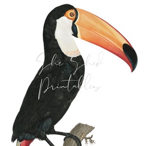 Toco Toucan, Instant Digital Download, Digital Image, Vintage, DIY Crafts, Clipart, JPG, PNG, Wall Art, Bird, Tropical, Parrot, Wall Art