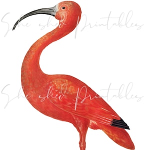 Peut inclure: Un ibis rouge, un échassier au long bec recourbé et au plumage rouge vif, se tient sur une seule patte sur un fond blanc.