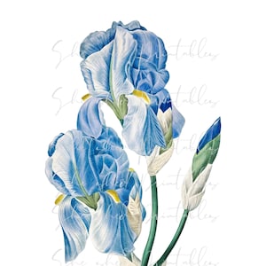 May include: A vintage illustration of a blue iris flower with white and yellow accents. The flower is depicted in a botanical style with delicate details.