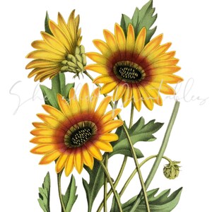 African Daisy Digital Download, Vintage, DIY Crafts, Flower, Plant, Vintage Graphic, Botanical, 1800's, Garden, Yellow Flower Clipart
