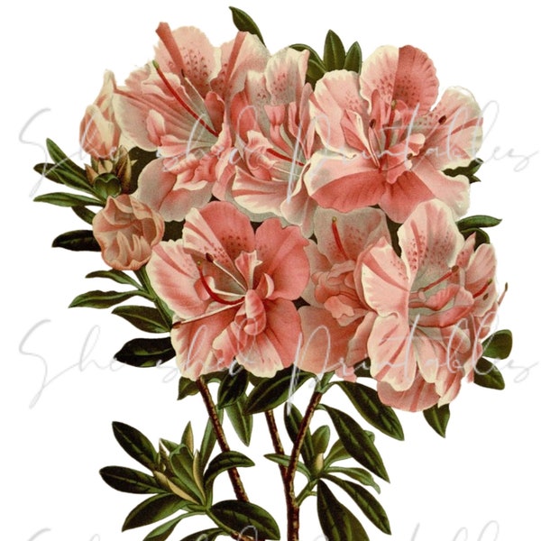 Pink azalea flowers Digital Download, Image, Printable, Clipart, DIY Crafts, Flower, PNG, JPG, Wall Art, Pink Flower, Instant Download