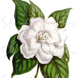 Gardenia Download digitale, Download istantaneo, Vintage, Artigianato fai-da-te, Flower Design, Pianta, PNG, JPG, Botanico, 1800, Giardino, Fiore Bianco