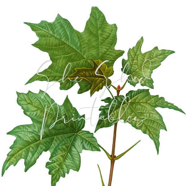 Silver Maple Leaves Digital Download, Image, Vintage Clipart DIY Crafts Plant, 1800's, Botanical, Tree Leaf, PNG, JPG, Tree Branch