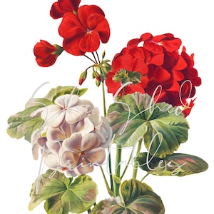 Puede incluir: Una ilustración vintage de un ramo de geranios rojos y blancos con hojas verdes.