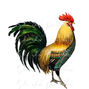 Ilustración de gallo del siglo XIX, descarga digital, vintage, manualidades, imágenes prediseñadas, imprimible, descargable, JPG, PNG, pollo, animal