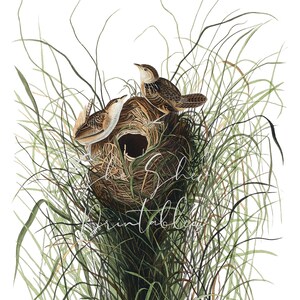 Könnte beinhalten: Eine Vintage-Illustration von zwei braunen Vögeln, die auf einem geflochtenen Nest aus Zweigen und Blättern sitzen. Das Nest ist von hohem grünem Gras umgeben.