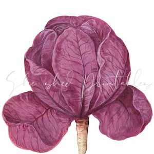 May include: A watercolor painting of a red cabbage with its roots showing. The cabbage is a deep purple color and has a slightly textured surface. The roots are brown and spread out from the base of the cabbage.