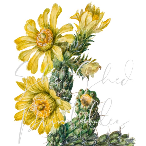 Cylindropuntia Whipplei Succulent Botanical Digital Download, Image, Vintage Clipart DIY Crafts Plant, Early 1900's, Cactus, Yellow Flowers