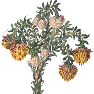 May include: Botanical illustration of a flowering plant with yellow, red, and cream-colored blooms. The plant has green leaves and stems, set against a white background. The flowers have a layered, textured appearance.