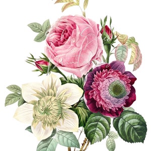 Anémone et chou rose Fleur Bouquet Digital Télécharger, Image, vintage, Imprimable, Clipart, BRICOLAGE Crafts 1700's, PNG, JPG, Botanique, Floral